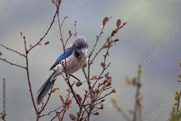 Obraz Proud Scrub Jay bird clings tightly to branch perch while looking down