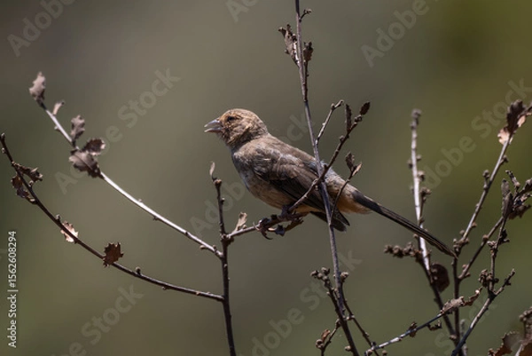 Obraz California Towhee bird is perched in the chaparral bushes safe from predators looking to the left