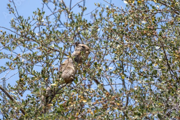 Obraz Furry tree squirrel keeps watchful eye out for danger while clinging to tree branch with feet and foot in hands