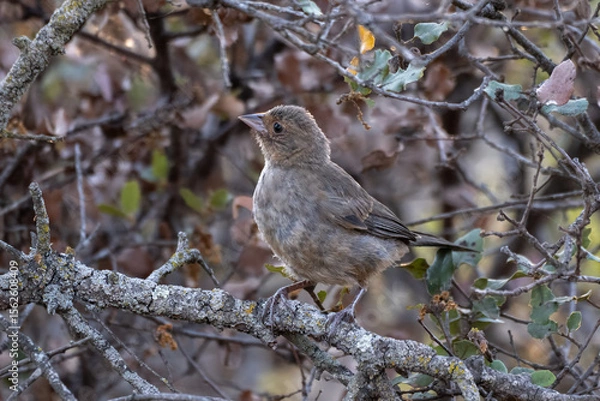 Obraz California Towhee fledgling bird is perched in the chaparral bushes safe from predators