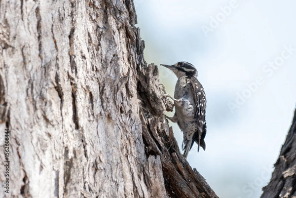 Obraz Black and white Nuttal Woodpecker clings to tree bark while climbing up the trunk