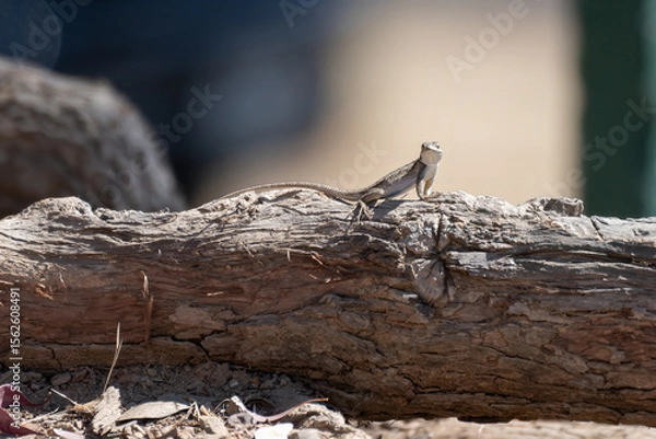 Obraz Reptile lizard sits atop an oak log while watching out for danger