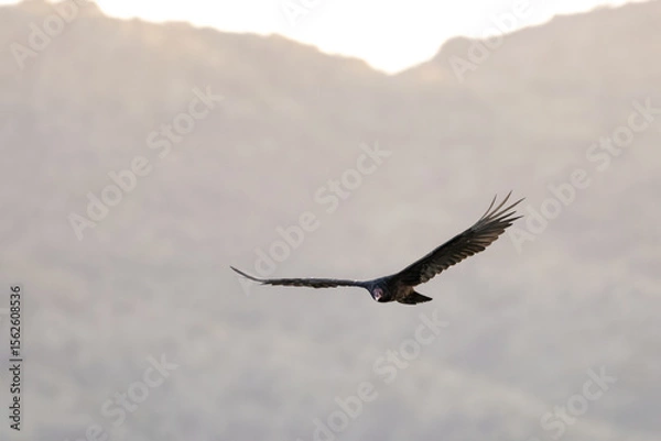 Obraz Large Turkey Vulture bird is looking straight ahead with wing spread wide in flight over the mountains