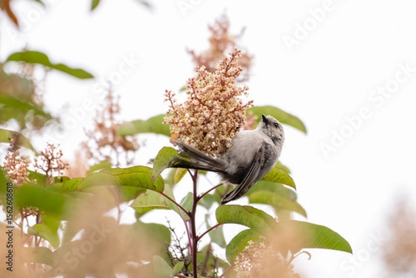 Obraz Gray Vireo bird clings tightly to flowered branch perch while foraging for seeds or insects to eat