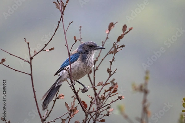 Obraz Proud Scrub Jay bird clings tightly to branch perch while looking to right