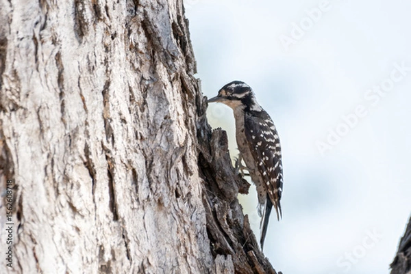 Obraz Black and white Nuttal Woodpecker clings to tree bark while pecking peak into trunk