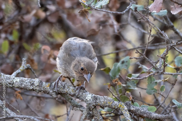 Obraz California Towhee fledgling bird, looking down below, is perched in the chaparral bushes safe from predators