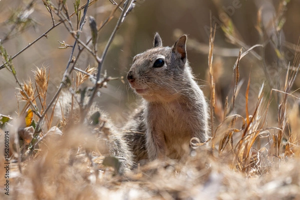Obraz Furry ground squirrel keeps watchful eye out for danger while moving through the weeds