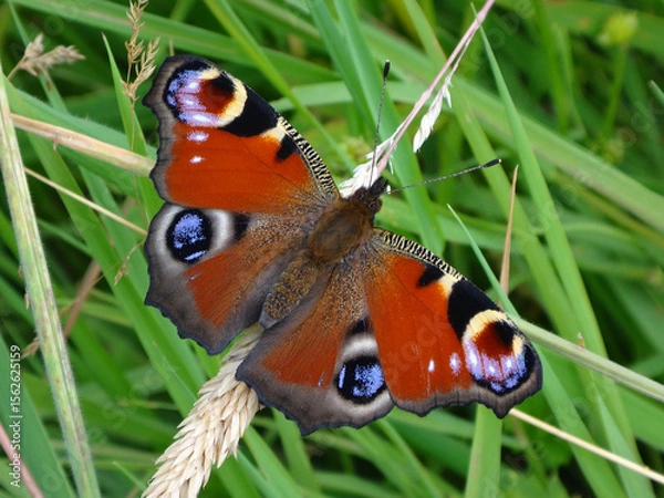 Obraz European peacock (Aglais io) butterfly resting on a dry ear of grass