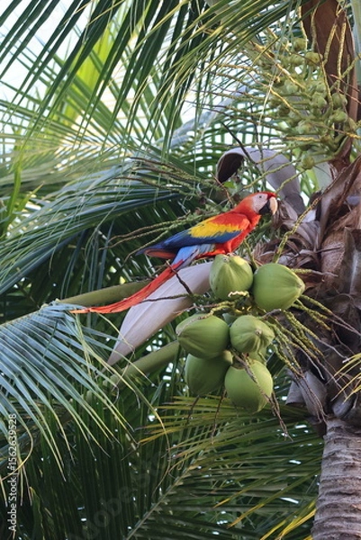 Fototapeta Scarlet Macaw Parrot feeds in a Coconut Tree