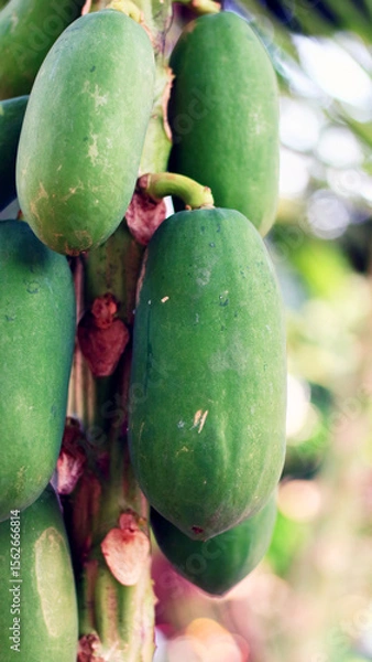 Obraz Papaya fruit grows on trees.