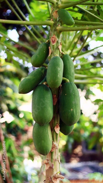 Obraz Papaya fruit grows on trees.