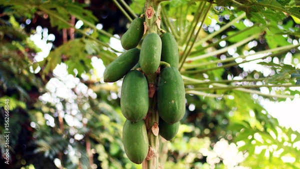 Obraz Papaya fruit grows on trees.