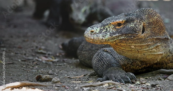 Obraz Large Komodo dragon resting on the ground in Komodo National Park, Rinca Island, Indonesia, highlighting impressive scaly skin and powerful claws, embodying the essence of a prehistoric predator