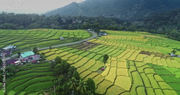 Obraz Lush green and golden rice terraces hillside, stunning patchwork under soft light. A winding road through the fields, picturesque views of rural landscape. Natural background. Aerial drone flight