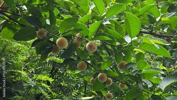 Fototapeta The image shows the flower of the Kadamba tree, scientifically known as Neolamarckia cadamba. The Kadamba flower is renowned for its sweet, intoxicating fragrance.
