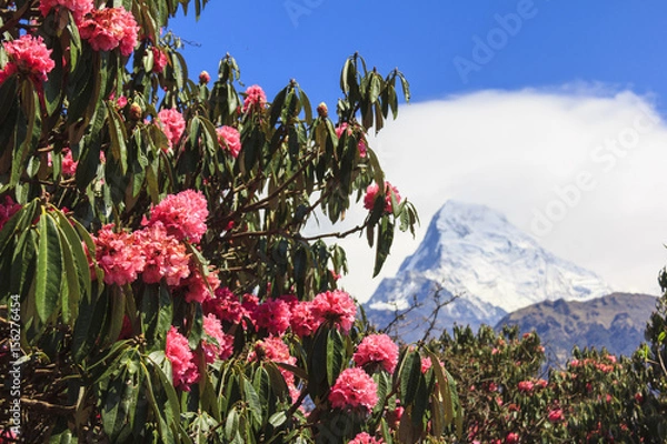 Fototapeta Pink Rhododendron, flower of Nepal, and Annapurna mountain view in background.