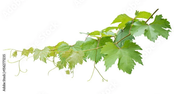 Obraz Grape branch on transparent background.Grapevine.