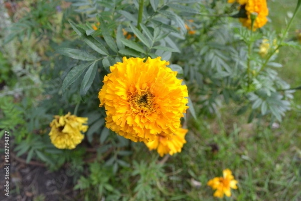 Fototapeta yellow flowers in the garden
