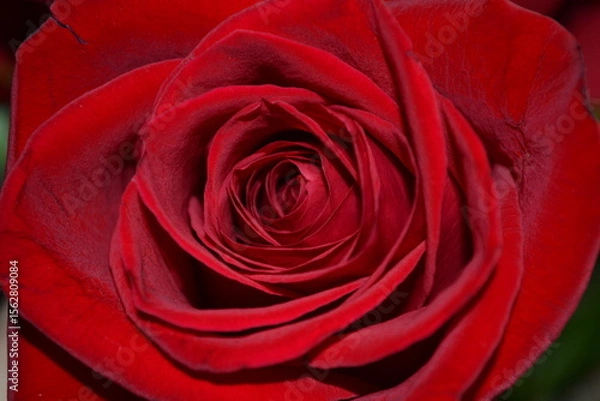 Fototapeta red rose closeup