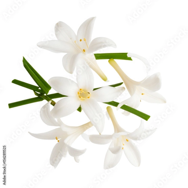Fototapeta Flat lay of scattered tuberose petals and broken stem, delicate floral composition, transparent background PNG