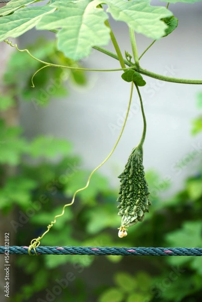 Fototapeta Bitter gourd, selective focus. Bitter melon