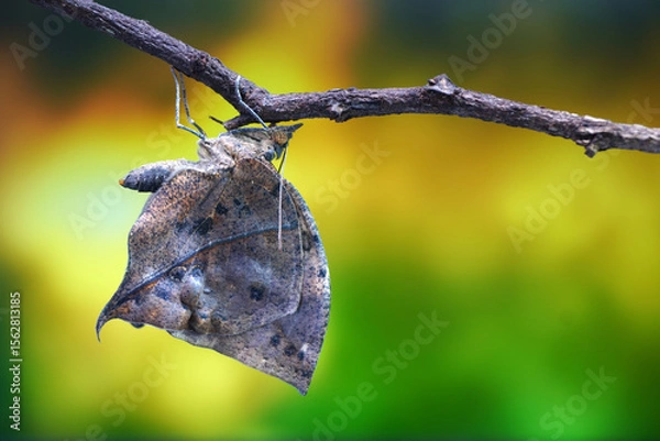Fototapeta Orange oakleaf butterfly (Kallima inachus) Indian oakleaf or dead leaf butterfly with wings closed, it closely resembles a dry leaf with dark veins and is a commonly cited example of camouflage