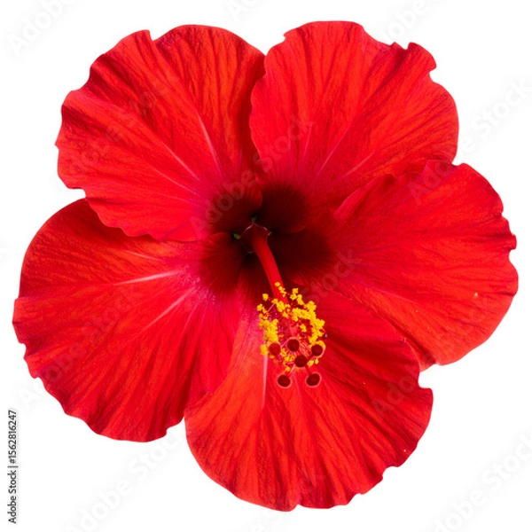 Fototapeta  Bright red hibiscus flower in full bloom with long stamen, top view, isolated on transparent background PNG