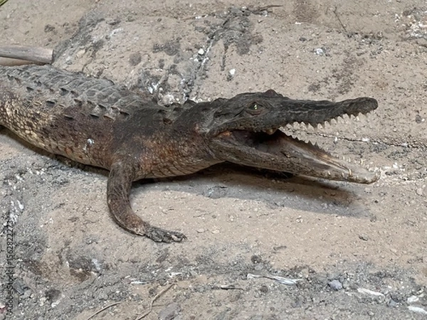 Fototapeta CRÍA DE COCODRILO DISECADO 