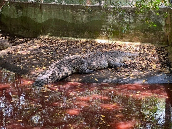 Fototapeta COCODRILO EN CAUTIVERIO