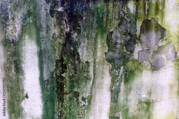 Fototapeta Weathered white concrete wall with algae, mold and lichen background and texture.