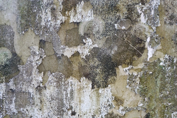 Fototapeta Weathered white concrete wall with algae, mold and lichen background and texture.