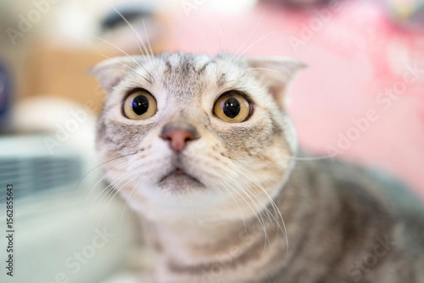 Obraz Close up of confused cat face