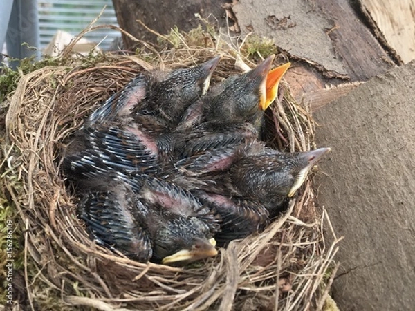 Fototapeta Vogelnest