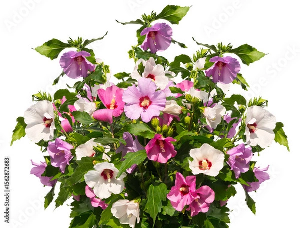 Obraz Bouquet of multicolored mallow twigs isolated on white background