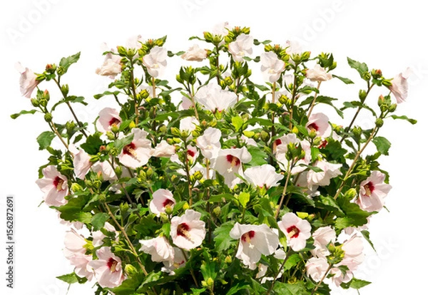 Obraz Bouquet of white mallow twigs isolated on white background