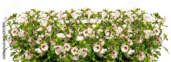 Obraz Bunch of white mallow twigs isolated on white background