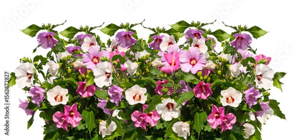 Obraz Bunch of multicolored mallow twigs isolated on white background