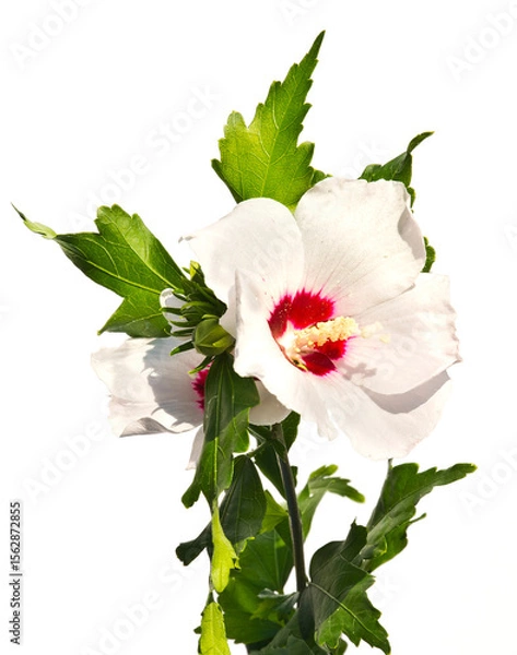 Obraz A blooming sprig of white mallow on a white background