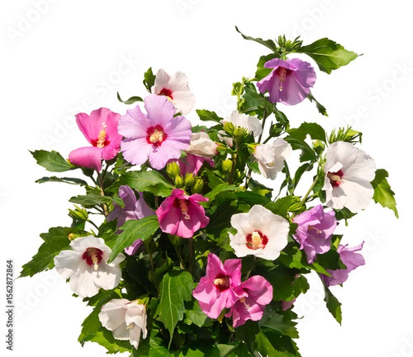 Obraz Bouquet of multicolored mallow twigs isolated on white background