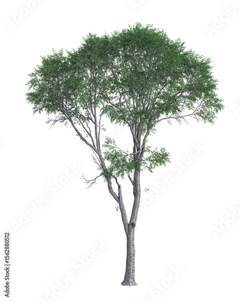 Obraz A single tall tree of Eucalyptus leucoxylon, commonly known as yellow gum. 3D illustration on transparent background. 