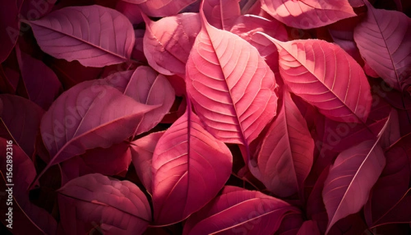 Fototapeta A close-up view of vibrant pink and purple leaves, creating a visually striking pattern.