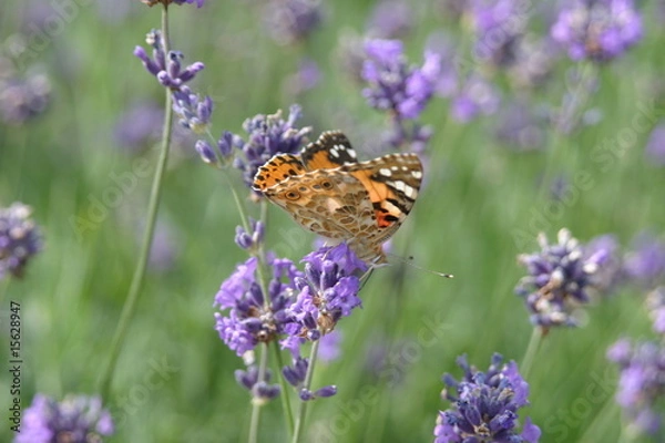 Fototapeta butterfly