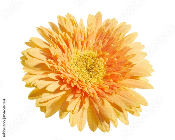 Fototapeta Orange Barberton daisy flower, Gerbera jamesonii, isolated on white background, with clipping path                                 