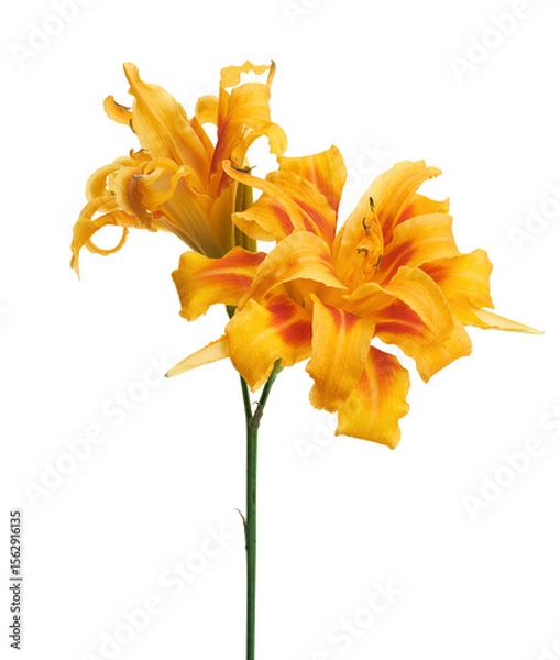 Fototapeta Orange daylily, Orange flower isolated on white background with clipping path