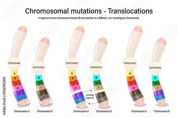 Fototapeta Translocations. Chromosomal mutations. Various genetic disorders. Alteration of chromosome structure. Vector used for scientific and medical education. 