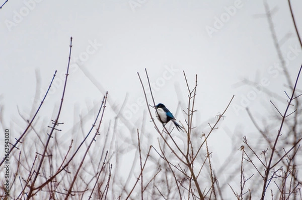 Fototapeta A magpie rests calmly on bare tree branches against a pale winter sky. A lone magpie perched quietly on thin branches, calm mood, distant side angle, urban edge, concept: solitude, winter wildlife.