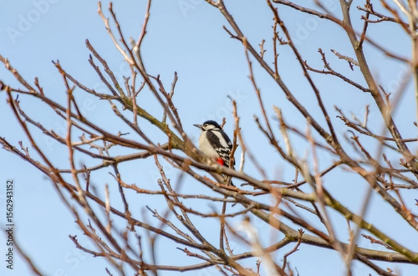 Fototapeta A woodpecker calmly on bare tree branches against a pale winter sky. A lone woodpecker perched quietly on thin branches, calm mood, distant side angle, urban edge, concept: solitude, winter wildlife.
