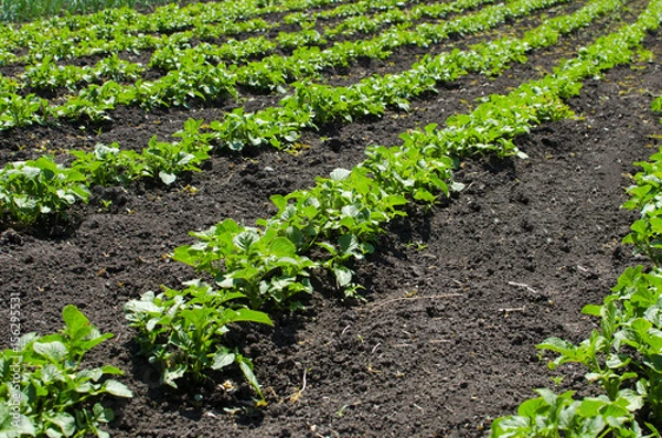 Obraz Beds of ascending potatoes