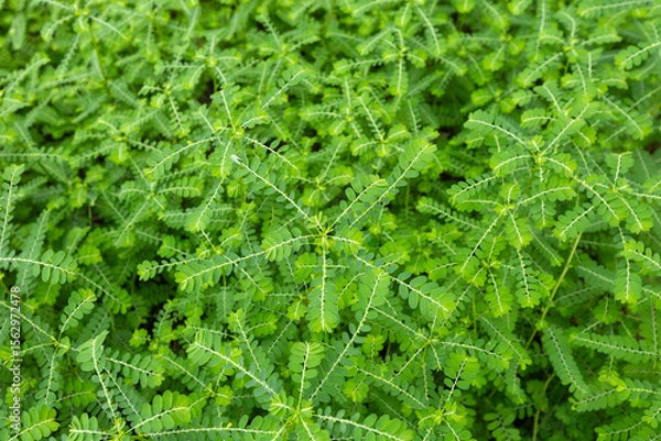 Fototapeta Phyllanthus niruri or gale of the wind